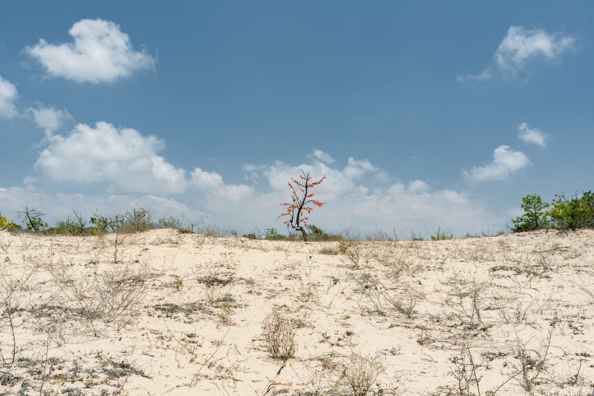 A solitary tree in the open sandy landscape